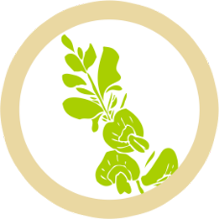 Vitafit Aday Icon Leaf